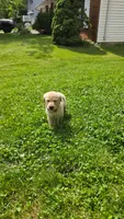 Teal , a female Golden Retriever for sale in Mason, OH – 5 of 5