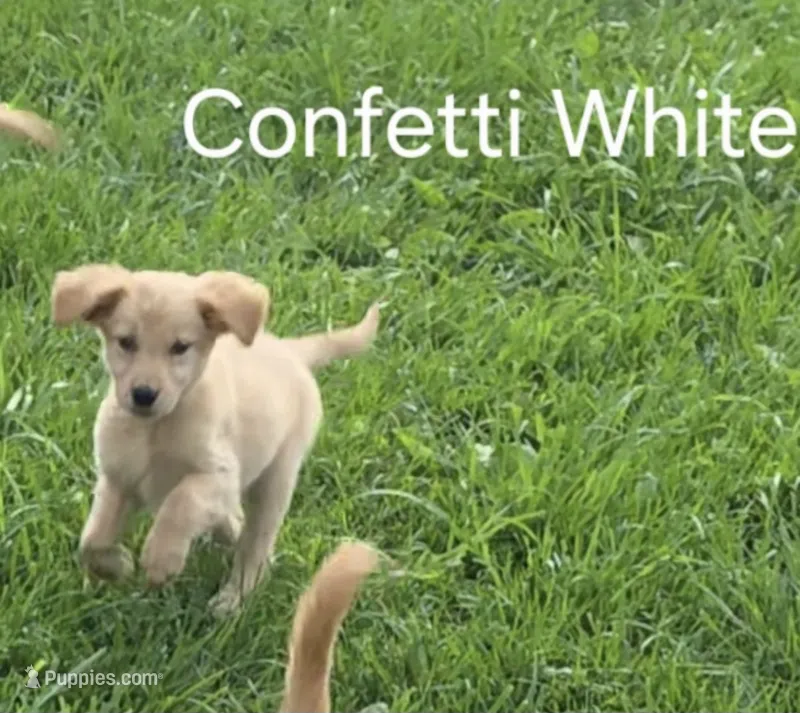 White – Golden Retriever puppy for sale in Mason, OH