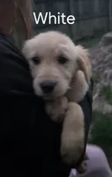 White, a female Golden Retriever for sale in Mason, OH – 3 of 3