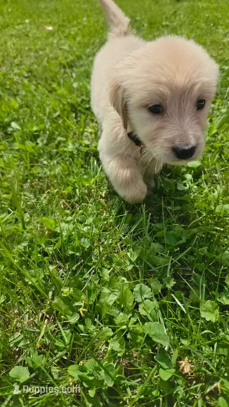 Dark pink  – Golden Retriever puppy for sale in Mason, OH
