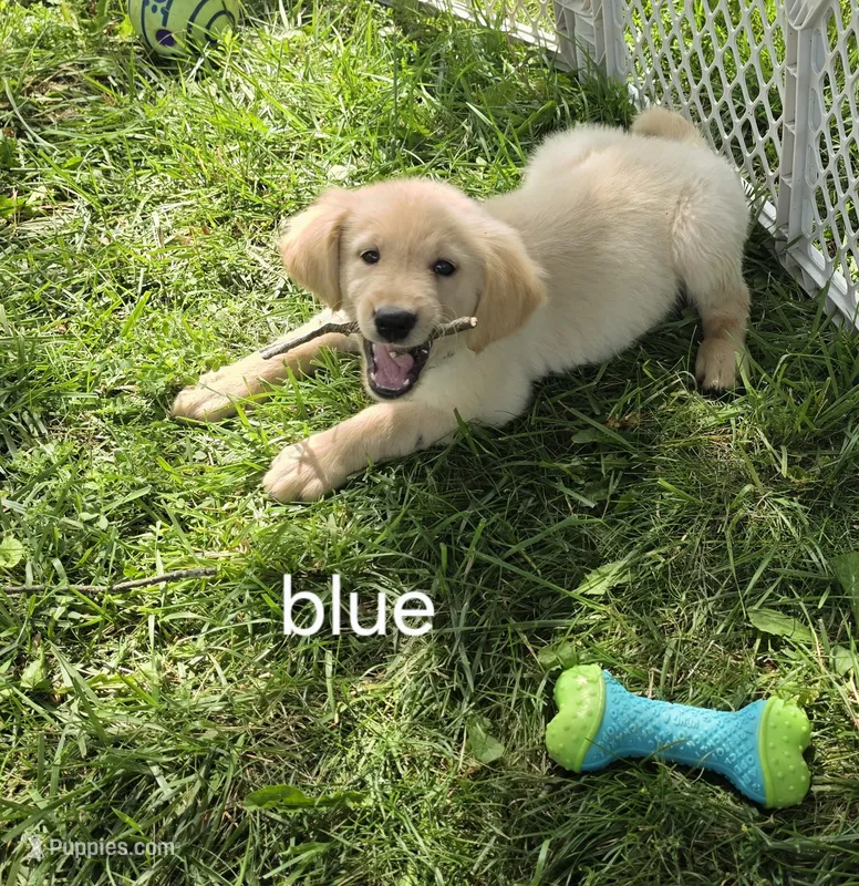 Blue  – Golden Retriever puppy for sale in Mason, OH