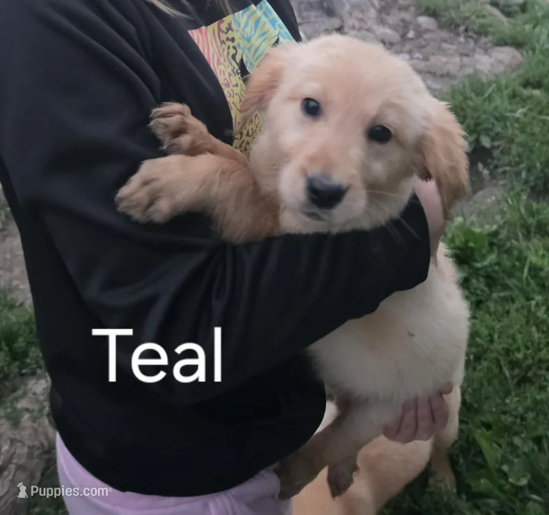 Teal  – Golden Retriever puppy for sale in Mason, OH