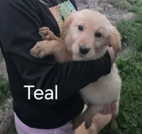 Teal , a female Golden Retriever for sale in Mason, OH – 2 of 8