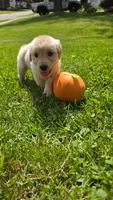Light pink , a female Golden Retriever for sale in Mason, OH – 1 of 5