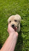 Dark pink , a female Golden Retriever for sale in Mason, OH – 4 of 4