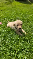 Teal , a female Golden Retriever for sale in Mason, OH – 1 of 5