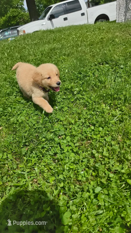 Purple  – Golden Retriever puppy for sale in Mason, OH
