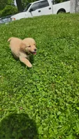 Purple , a female Golden Retriever for sale in Mason, OH – 1 of 4