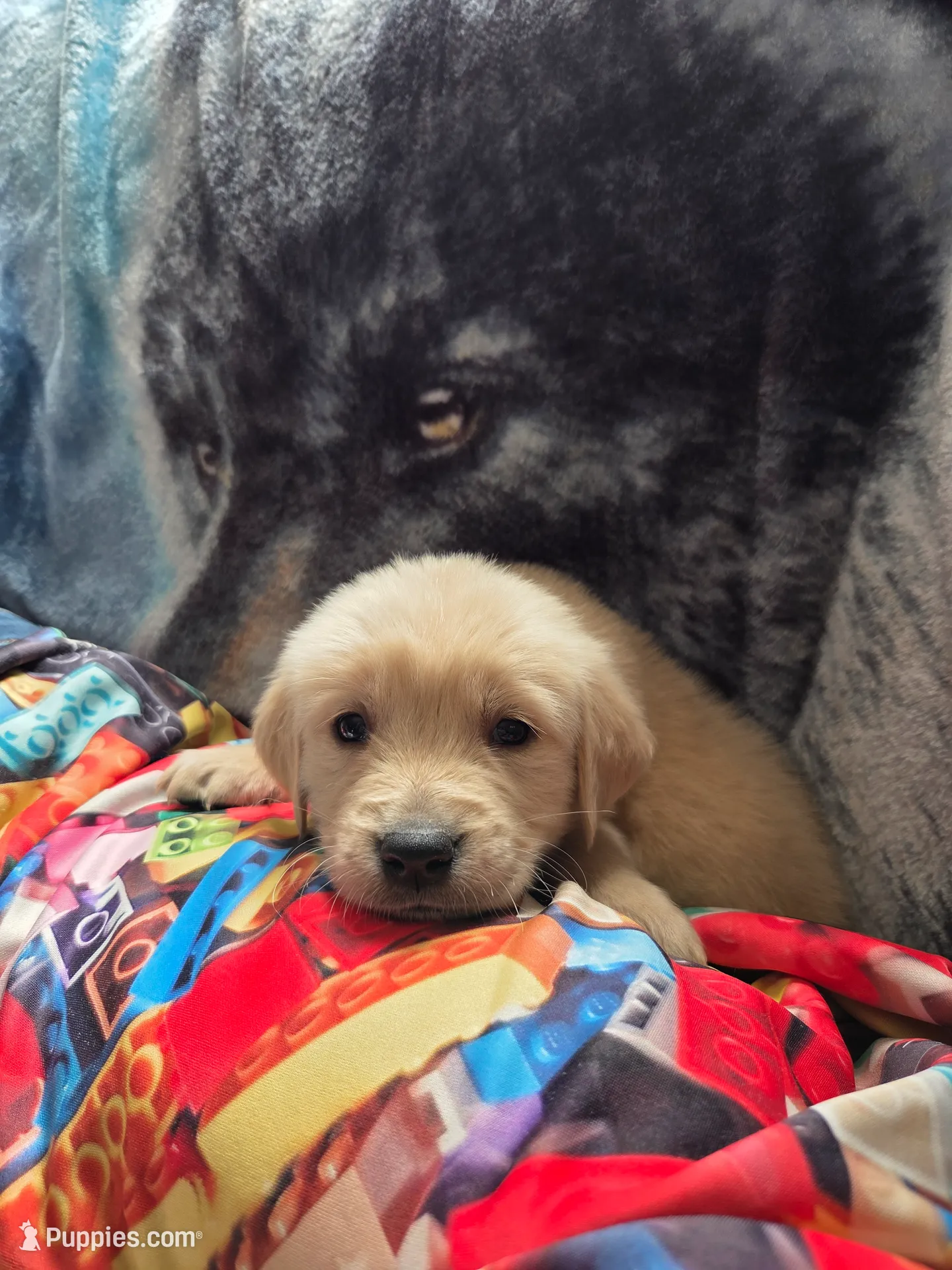 processed/2011499b-1acf-4840-bb53-b04d8e9fb8a1/listing/7050742e-c66f-42d6-a0b0-4c423ab5345e/0c60aefc-049d-4d4e-8b58-a6705b05c67c