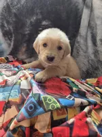 processed/2011499b-1acf-4840-bb53-b04d8e9fb8a1/listing/7050742e-c66f-42d6-a0b0-4c423ab5345e/4b91e5c8-efd1-4e7a-9fb2-fc9473825c21