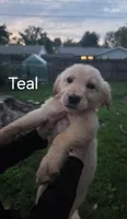Teal , a female Golden Retriever for sale in Mason, OH – 3 of 8