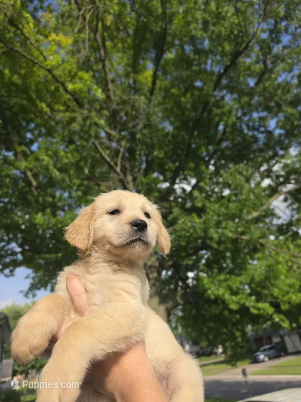 Blue , a male Golden Retriever for sale in Mason, OH – 1 of 2