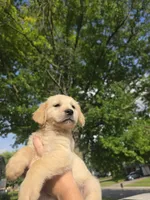 Orange , a male Golden Retriever for sale in Mason, OH – 2 of 3