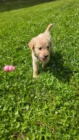 Teal , a female Golden Retriever for sale in Mason, OH – 4 of 5