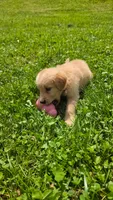 Purple , a female Golden Retriever for sale in Mason, OH – 2 of 4