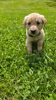 Teal , a female Golden Retriever for sale in Mason, OH – 2 of 5