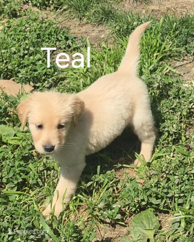 Teal  – Golden Retriever puppy on hold in Mason, OH