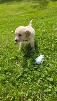 Dark pink , a female Golden Retriever for sale in Mason, OH – 2 of 4