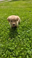 Purple , a female Golden Retriever for sale in Mason, OH – 4 of 4