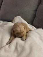 processed/2011499b-1acf-4840-bb53-b04d8e9fb8a1/listing/d4d203c4-f183-4c84-9d02-a0887fddb6f7/9928cf2e-2355-4a5a-b42b-df7f13a2fb5a