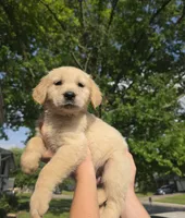 Orange , a male Golden Retriever for sale in Mason, OH – 3 of 3