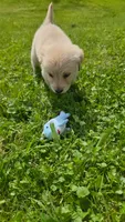 Dark pink , a female Golden Retriever for sale in Mason, OH – 3 of 4