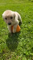 Light pink , a female Golden Retriever for sale in Mason, OH – 4 of 5