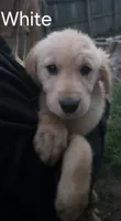 White, a female Golden Retriever for sale in Mason, OH – 2 of 3