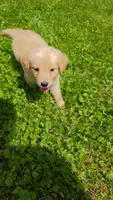 Purple , a female Golden Retriever for sale in Mason, OH – 3 of 4
