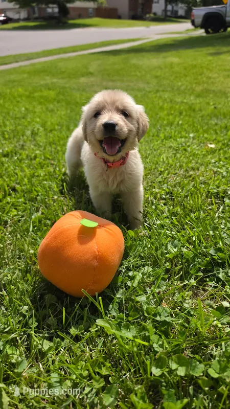 Light pink  – Golden Retriever puppy for sale in Mason, OH