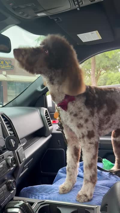 Winter, a female Goldendoodle for sale in Lewisville, TX – 2 of 2