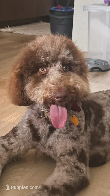Winter – Goldendoodle puppy for sale in Lewisville, TX