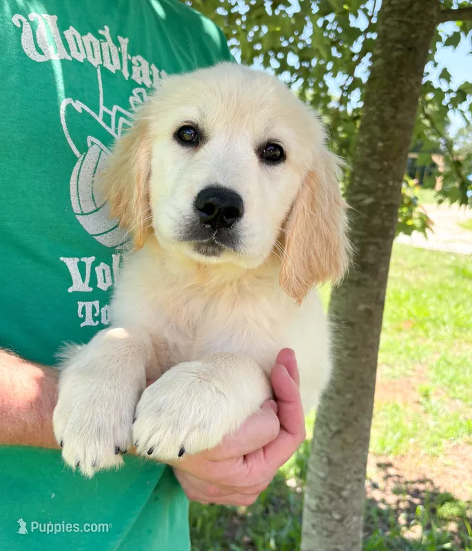 “Brown”- Cookie’s girl  – Golden Retriever, English Cream Golden Retriever puppy for sale in Lavonia, GA
