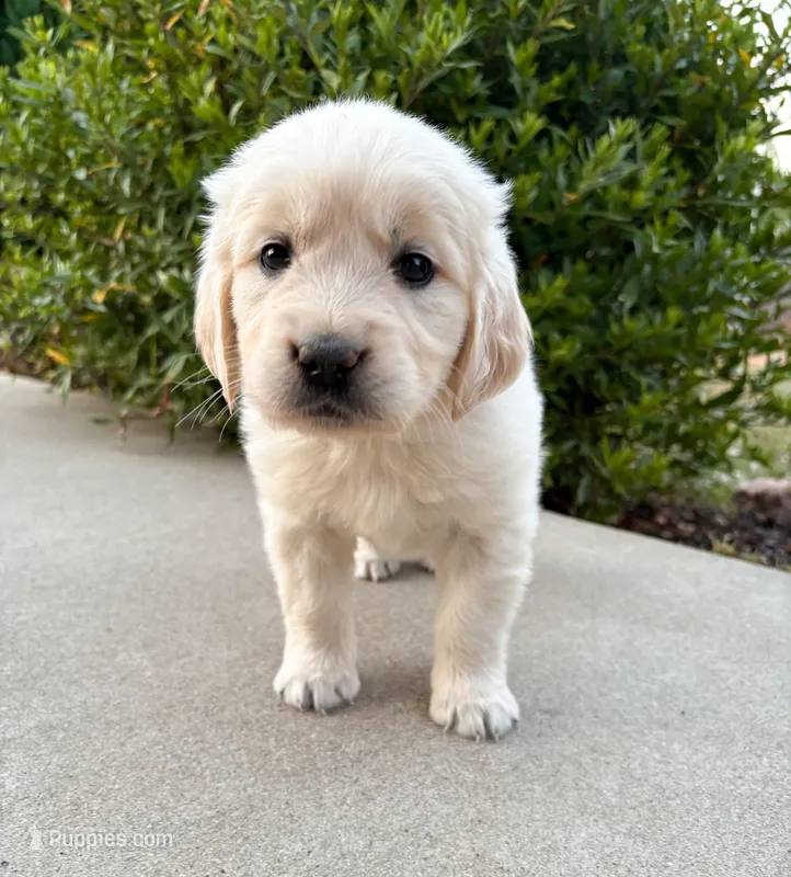 “Brown”- Cookie’s girl  – Golden Retriever, English Cream Golden Retriever puppy for sale in Lavonia, GA