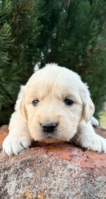 “Brown”- Cookie’s girl  – Golden Retriever, English Cream Golden Retriever puppy for sale in Lavonia, GA