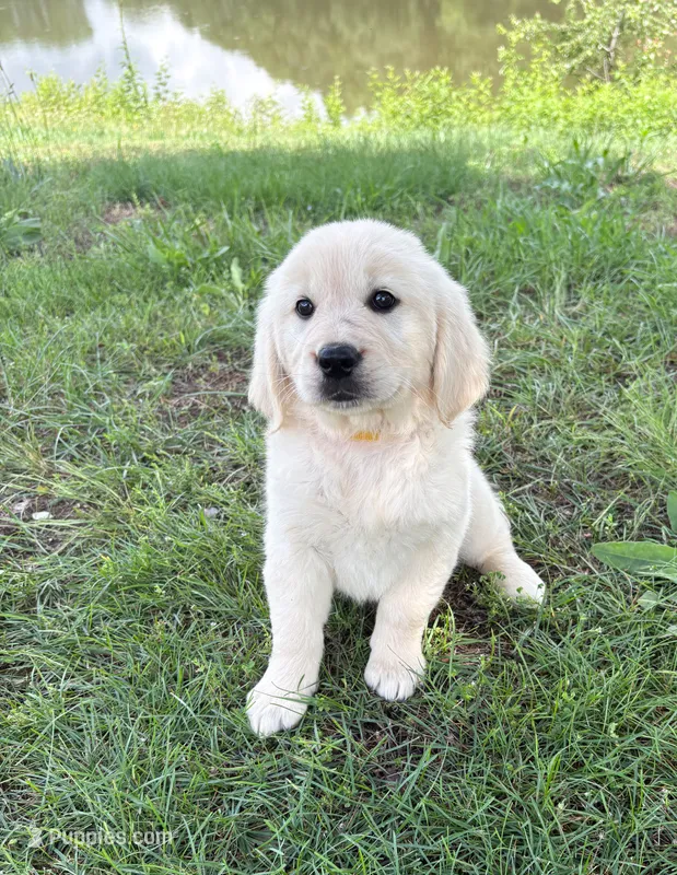 “Yellow”- Cookie’s girl – Golden Retriever, English Cream Golden Retriever puppy for sale in Lavonia, GA