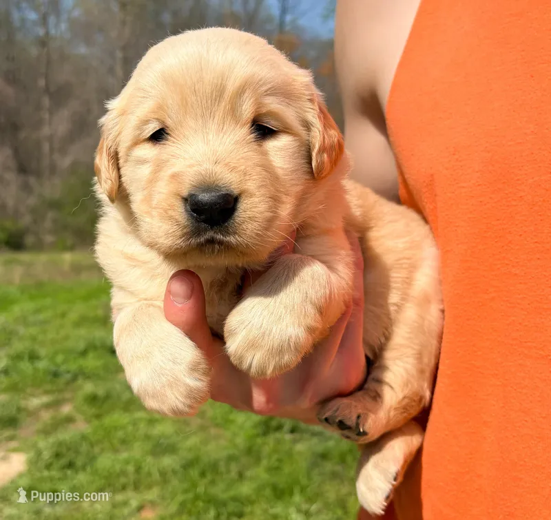 “Red”- Sami’s boy – Golden Retriever puppy for sale in Lavonia, GA