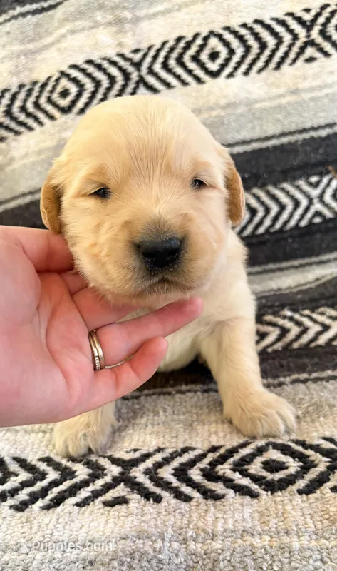 “Red”- Sami’s boy – Golden Retriever puppy for sale in Lavonia, GA