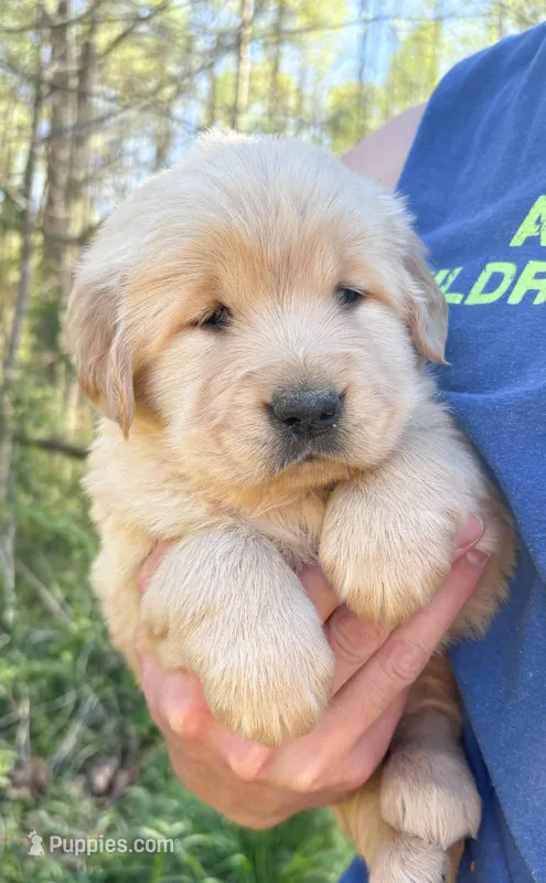 “Red”- Sami’s boy – Golden Retriever puppy for sale in Lavonia, GA