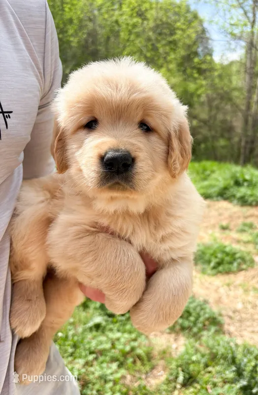 “Red”- Sami’s boy – Golden Retriever puppy for sale in Lavonia, GA