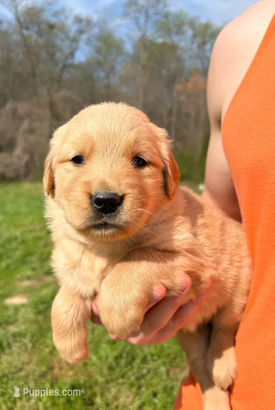 “Blue”- Charlie’s boy – Golden Retriever puppy for sale in Lavonia, GA