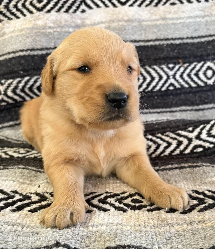 “Blue”- Charlie’s boy – Golden Retriever puppy for sale in Lavonia, GA