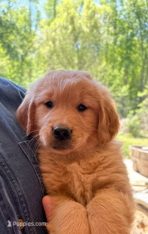 “Blue”- Charlie’s boy – Golden Retriever puppy for sale in Lavonia, GA