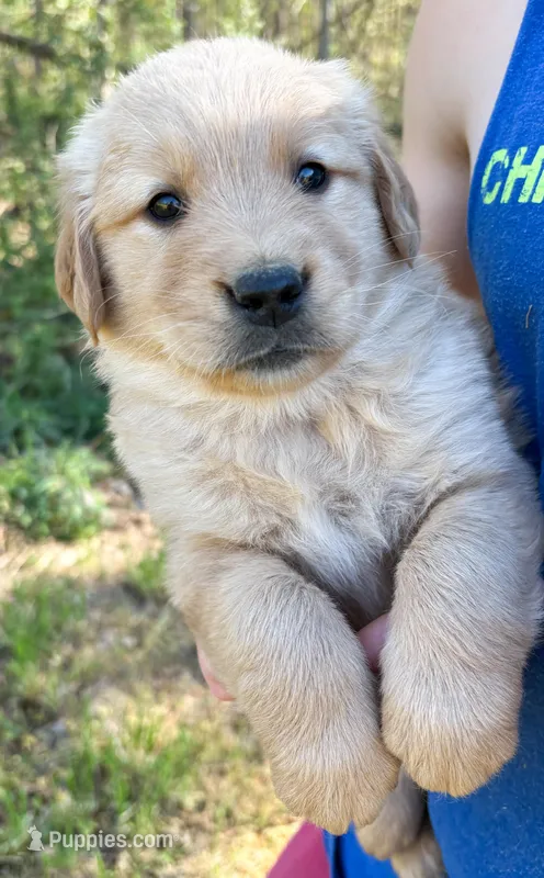 “Blue”- Charlie’s boy – Golden Retriever puppy for sale in Lavonia, GA