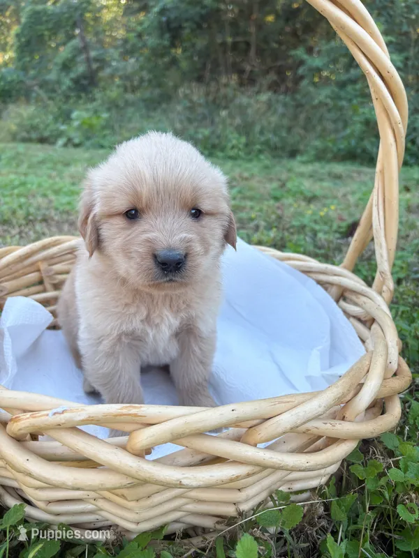 “Orange”- Charlie’s boy – Golden Retriever puppy for sale in Lavonia, GA