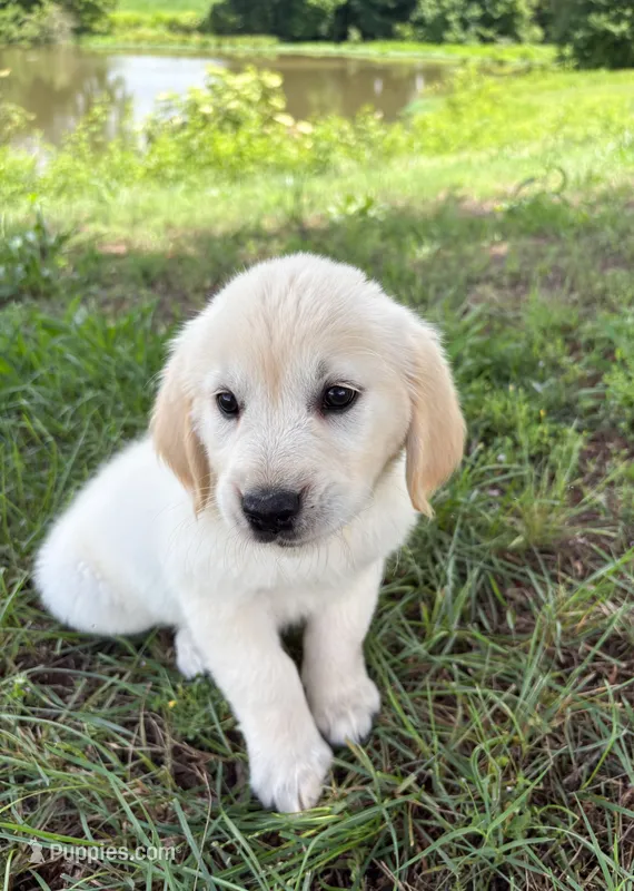 “Light Blue”- Cookie’s girl – Golden Retriever, English Cream Golden Retriever puppy for sale in Lavonia, GA