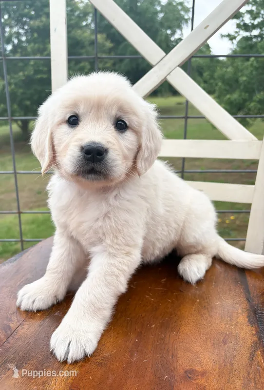 “Purple”- Cookie’s girl – Golden Retriever, English Cream Golden Retriever puppy for sale in Lavonia, GA