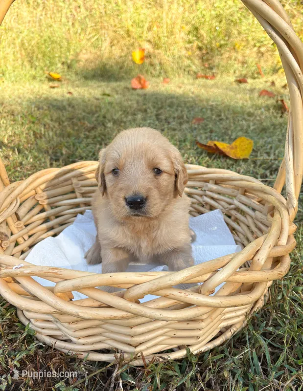 “Green”- Charlie’s boy – Golden Retriever puppy for sale in Lavonia, GA