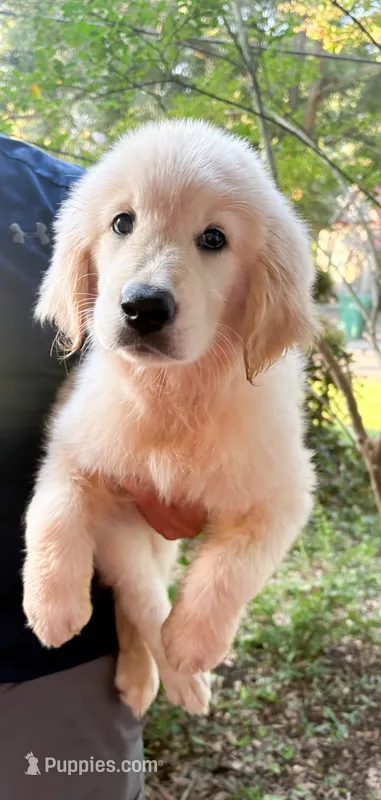 “Pink”- Candy’s girl – Golden Retriever, English Cream Golden Retriever puppy for sale in Lavonia, GA