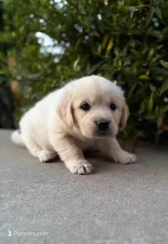 “Light Blue”- Cookie’s girl – Golden Retriever, English Cream Golden Retriever puppy for sale in Lavonia, GA